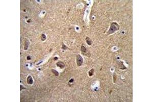 NSE antibody immunohistochemistry analysis in formalin fixed and paraffin embedded human brain tissue. (ENO2/NSE antibody  (AA 6-32))