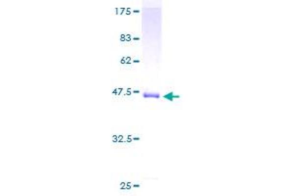 NUDT1 Protein (AA 1-179) (GST tag)