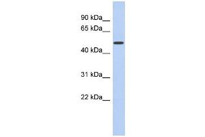 WB Suggested Anti-FAM71D Antibody Titration:  0. (FAM71D antibody  (Middle Region))