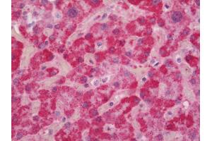 anti-Apelin Receptor (APLNR) (AA 310-380) antibody