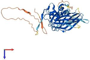 POLDIP2 Protein (AA 1-368) (His tag)