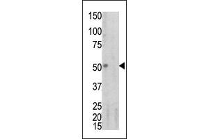 Image no. 2 for anti-Tumor Necrosis Factor Receptor Superfamily, Member 1A (TNFRSF1A) (pSer274) antibody (ABIN358242) (TNFRSF1A antibody  (pSer274))