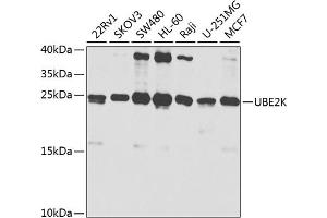 Western blot analysis of extracts of various cell lines, using UBE2K antibody (ABIN3021402, ABIN3021403, ABIN3021404 and ABIN6215017) at 1:1000 dilution. (UBE2K antibody  (AA 1-100))