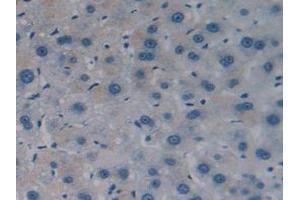 IHC-P analysis of Human Liver Tissue, with DAB staining. (Caspase 4 antibody  (AA 290-377))