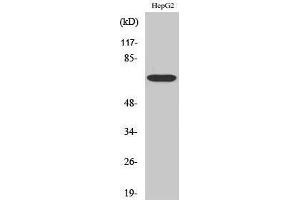 Western Blotting (WB) image for anti-Follistatin (FST) (Internal Region) antibody (ABIN3180055) (Follistatin antibody  (Internal Region))