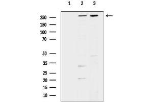 anti-Spectrin Beta, Non-Erythrocytic 1 (SPTBN1) (N-Term) antibody