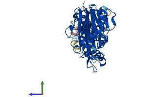 AlphaFold protein structure predicition of Mouse Recombinant Lacc1 Protein, UniprotID Q8BZT9