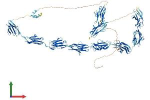 AlphaFold protein structure predicition of Human Recombinant MYBPC1 Protein, UniprotID Q00872