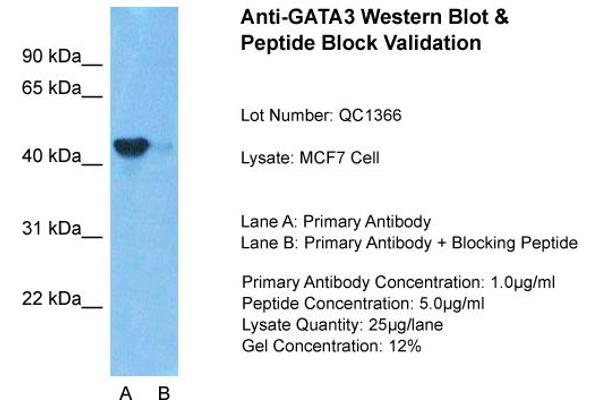 GATA3 antibody  (N-Term)