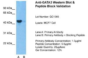 Host: Rabbit Target Name: GATA3 Sample Type: MCF7 Lane A: Primary Antibody Lane B: Primary Antibody + Blocking Peptide Primary Antibody Concentration: 1ug/ml Peptide Concentration: 5. (GATA3 antibody  (N-Term))