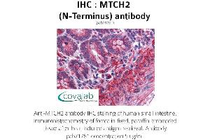 Image no. 1 for anti-Mitochondrial Carrier 2 (MTCH2) (N-Term) antibody (ABIN1737107) (MTCH2 antibody  (N-Term))
