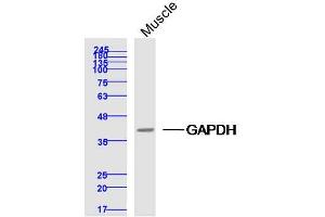 Mouse muscle lysates probed with GAPDH Polyclonal Antibody, Unconjugated  at 1:300 dilution and 4˚C overnight incubation. (GAPDH antibody  (AA 1-335))