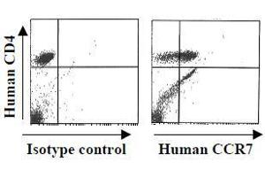 Flow Cytometry (FACS) image for anti-Chemokine (C-C Motif) Receptor 7 (CCR7) antibody (ABIN1105995) (CCR7 antibody)