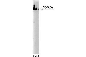 Western blot analysis of IP3R-3 on a HeLa cell lysate.