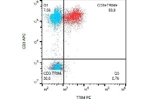 Flow cytometry analysis (intracellular staining) of human peripheral blood with mAb TRIM-04 PE. (TRIM antibody  (Intracellular) (PE))