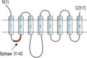 Representative domain view of the target of ABIN7043724.