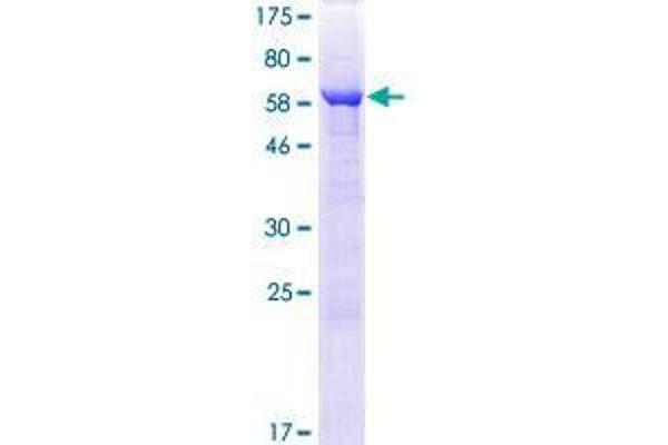 ARFIP1 Protein (AA 1-373) (GST tag)