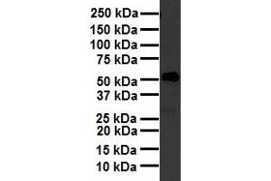 WB Suggested Anti-NR2F2 antibody Titration: 1 ug/mL Sample Type: Human heart (NR2F2 antibody  (N-Term))