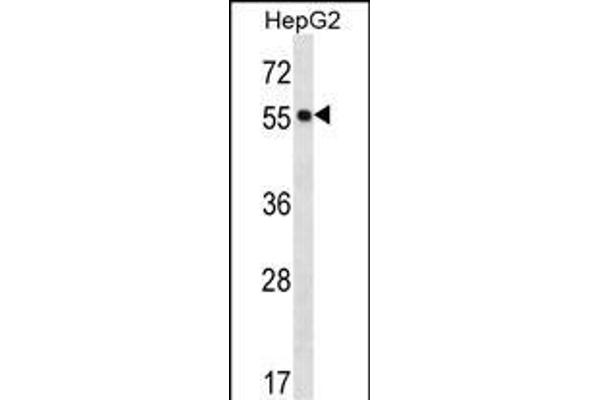 POFUT2 antibody  (AA 228-257)
