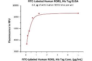 Immobilized A ROR1 Mab at 1 μg/mL (100 μL/well) can bind Fed Human ROR1, His Tag (ABIN6973212) with a linear range of 0. (ROR1 Protein (AA 30-403) (His tag,FITC))