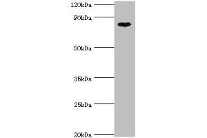 Western blot All lanes: BAP1 antibody at 8 μg/mL + Hela whole cell lysate Secondary Goat polyclonal to rabbit IgG at 1/10000 dilution Predicted band size: 80 kDa Observed band size: 80 kDa (BAP1 antibody  (AA 460-729))