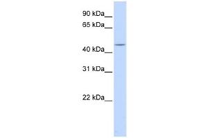 Western Blotting (WB) image for anti-Heat Shock Transcription Factor, Y-Linked 1 (HSFY1) antibody (ABIN2458437) (HSFY1 antibody)