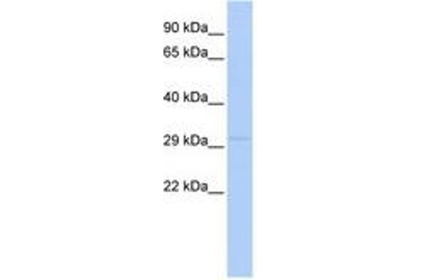 LYPD4 antibody  (N-Term)