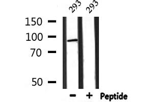 Western blot analysis of extracts from 293, using MASTL Antibody.