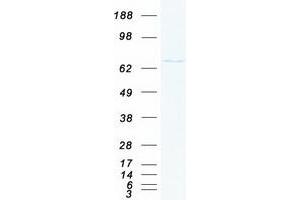 Validation with Western Blot (RPA1 Protein (Myc-DYKDDDDK Tag))