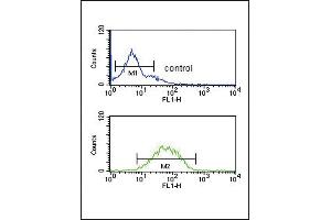 SPRY4-Y75 Antibody (ABIN652338 and ABIN2841560) flow cytometric analysis of K562 cells (bottom histogram) compared to a negative control cell (top histogram). (SPRY4 antibody  (AA 26-56))