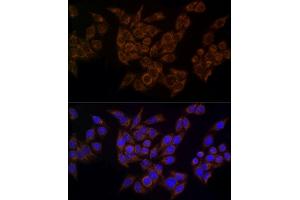 Immunofluorescence analysis of HeLa using FDX1/ADX Rabbit mAb (ABIN7267167) at dilution of 1:100 (40x lens). (Ferredoxin1 (FDX1) antibody)
