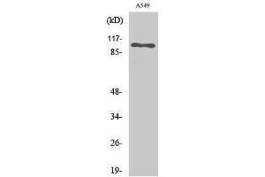 Western Blotting (WB) image for anti-Sodium Potassium ATPase, alpha1 (ATP1A1) (Ser16) antibody (ABIN3185758)