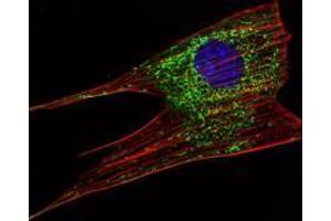 Immunofluorescence analysis of NIH/3T3 cells using KLHL11 mouse mAb (green). (KLHL11 antibody)