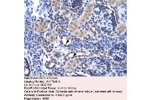Human kidney (TAF1 antibody  (C-Term))