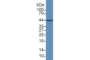 Detection of IL19 in Rat Liver lysate using Monoclonal Antibody to Interleukin 19 (IL19) (IL-19 antibody  (AA 25-177))