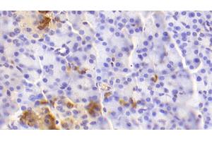 Detection of GCG in Human Pancreas Tissue using Polyclonal Antibody to Glucagon (GCG) (Glucagon antibody  (AA 23-180))