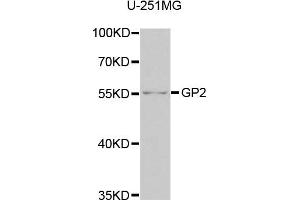 Western blot analysis of extracts of U-251MG cells, using GP2 antibody (ABIN5975023) at 1/1000 dilution. (GP2 antibody)