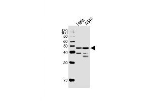 Western Blot at 1:1000 dilution Lane 1: Hela whole cell lysates Lane 2: A549 whole cell lysates Lysates/proteins at 20 ug per lane. (NFIC antibody  (AA 180-208))