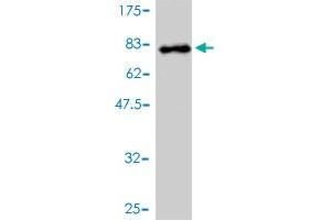 DDX6 antibody  (AA 1-483)