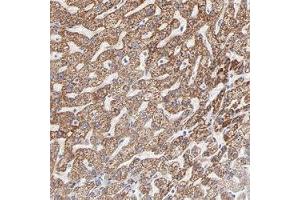 Immunohistochemical staining (Formalin-fixed paraffin-embedded sections) of human liver shows strong cytoplasmic positivity in hepatocyte cells.