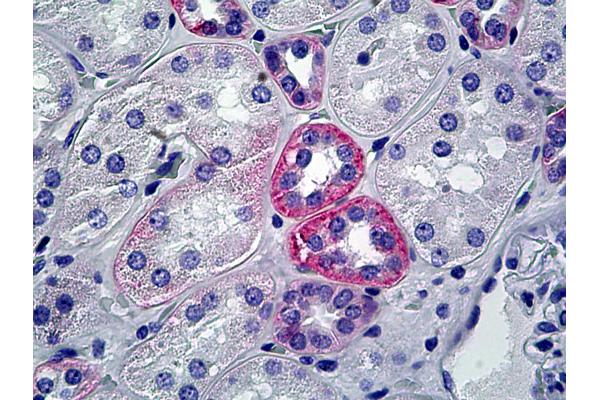 HSPG antibody