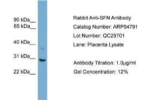 WB Suggested Anti-SFN  Antibody Titration: 0. (14-3-3 sigma/SFN antibody  (N-Term))