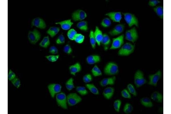 INPP5E antibody  (AA 1-133)