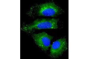 Immunofluorescent analysis of 4 % paraformaldehyde-fixed, 0. (NAA10 antibody  (AA 135-167))