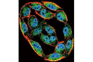 Confocal immunofluorescent analysis of HS Antibody (N-term) (ABIN650754 and ABIN2839488) with  cell followed by Alexa Fluor 488-conjugated goat anti-rabbit lgG (green). (Hsc70 antibody  (N-Term))