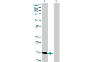 Western Blot analysis of BATF expression in transfected 293T cell line by BATF MaxPab polyclonal antibody. (BATF antibody  (AA 1-125))