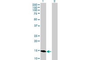 Western Blot analysis of BATF expression in transfected 293T cell line by BATF MaxPab polyclonal antibody.