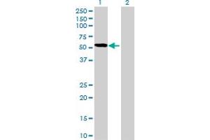 Western Blot analysis of PDLIM7 expression in transfected 293T cell line by PDLIM7 MaxPab polyclonal antibody. (PDLIM7 antibody  (AA 1-457))