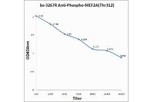 Antigen: 0. (MEF2A antibody  (pThr312))