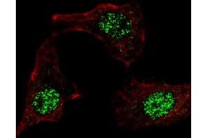 Fluorescent confocal image of HeLa cells stained with (ABIN389187 and ABIN2839350) KLF4 (N-term C74) antibody. (KLF4 antibody  (AA 69-101))